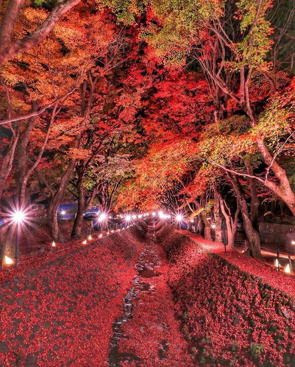 Retrip News Retrip 紅葉 今回は 山梨県にある 河口湖もみじ回廊 をご紹介 19年11月1日 金 19年11月23日 土祝 まで富士河口湖紅葉まつりを Wacoca Japan People Life Style Retrip News Retrip 紅葉 今回は 山梨県にある 河口湖もみじ回廊 をご紹介 19年11月1日 金 19年11月23日 土祝 まで富士河口湖紅葉まつりを Wacoca Japan People Life Style