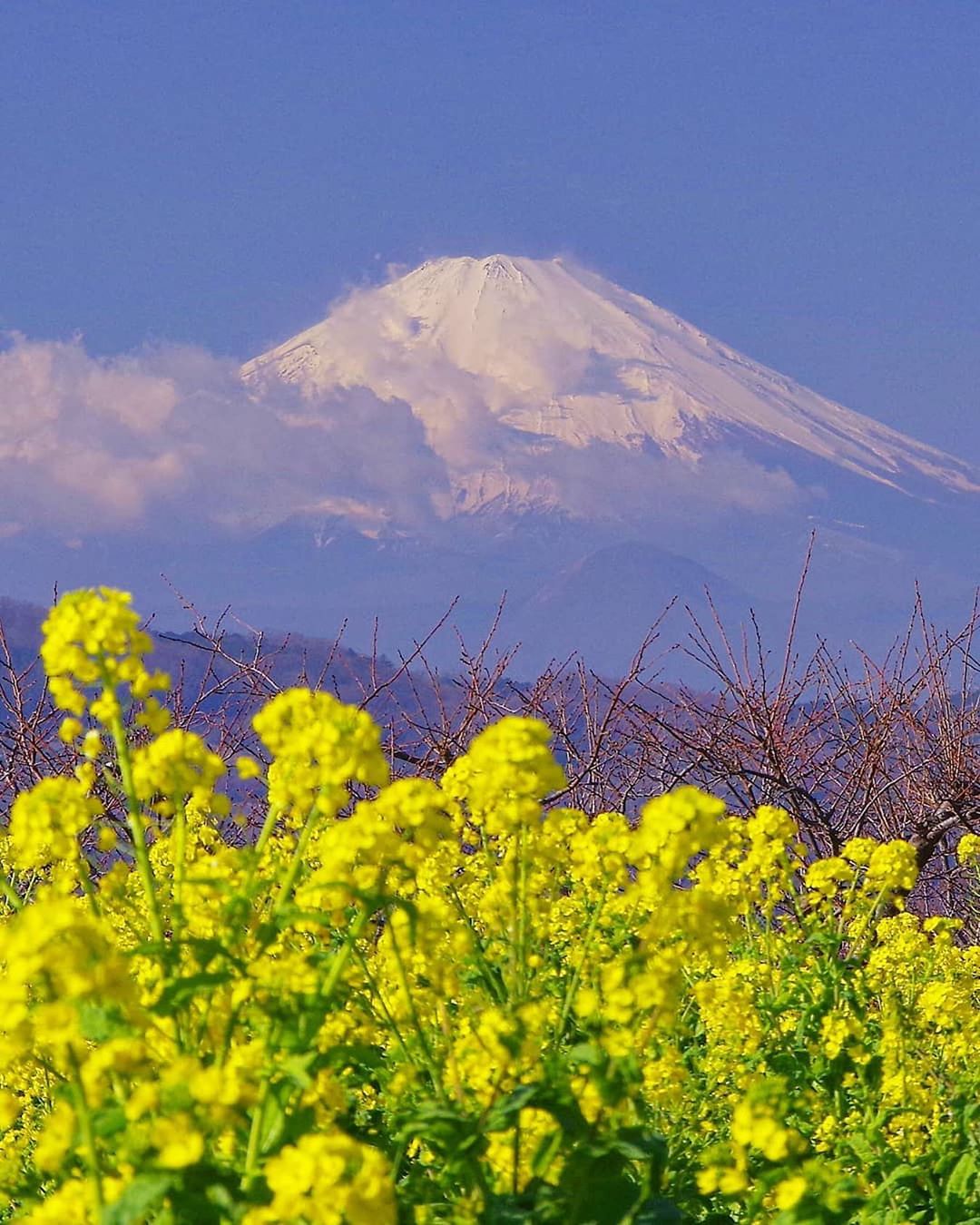 Retrip News Retrip 菜の花 神奈川県中郡二宮町にある吾妻山では 早咲きの菜の花畑を見ることができます 吾妻山公園は 富士山や相模湾を眺めることもできる絶景スポット Wacoca Japan People Life Style