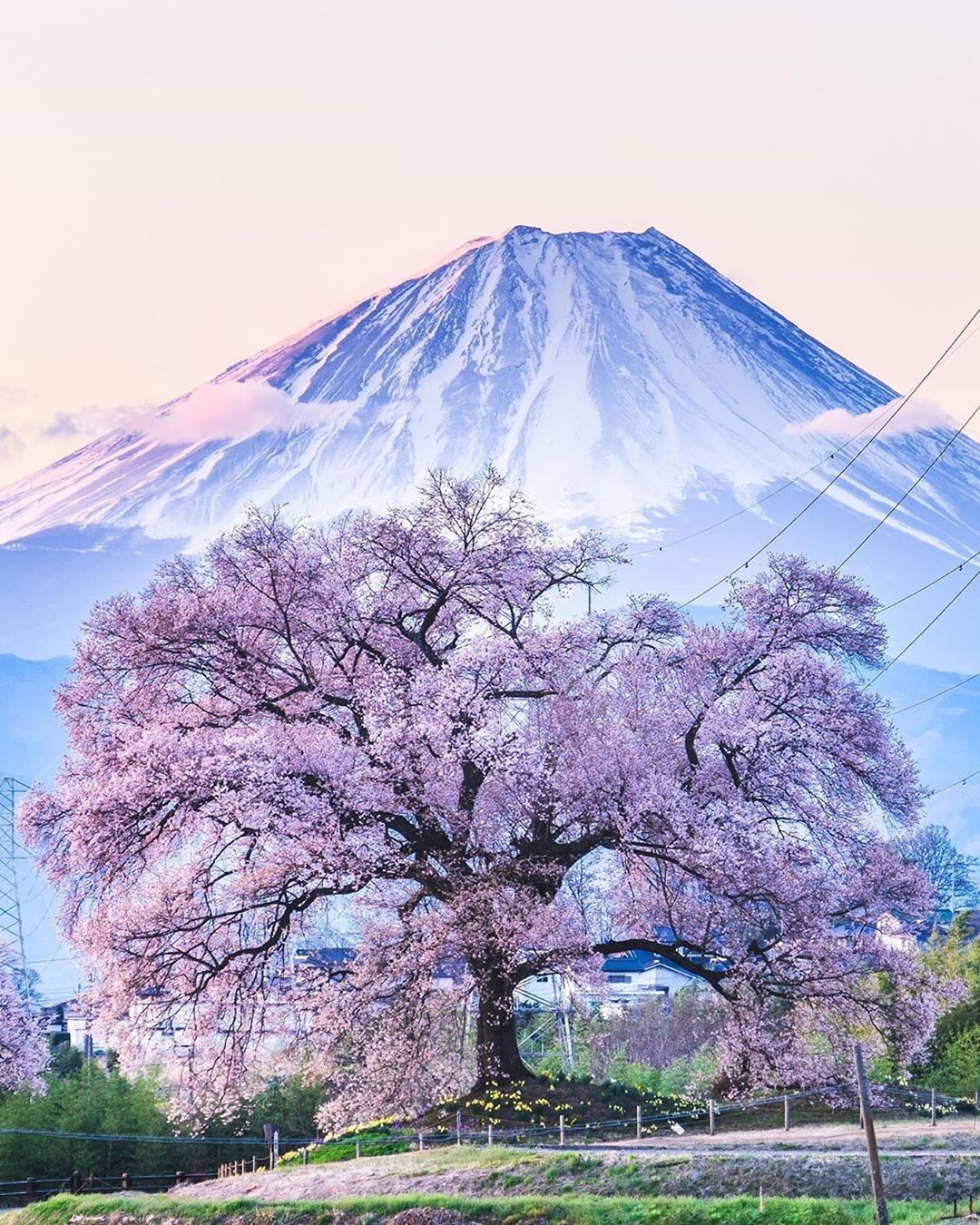 Retrip News Retrip 山梨 山梨県の わに塚の桜 は 日本有数の美しさを誇る一本桜です 樹齢約330年にもなる巨大な桜 は この一本だけでも見ごたえ抜群ですが 富士山 Wacoca Japan People Life Style Retrip News Retrip 山梨 山梨県の わに塚の桜 は 日本有数の美しさを誇る一本桜です 樹齢約330年にもなる巨大な桜 は この一本だけでも見ごたえ抜群ですが 富士山 Wacoca Japan People Life Style