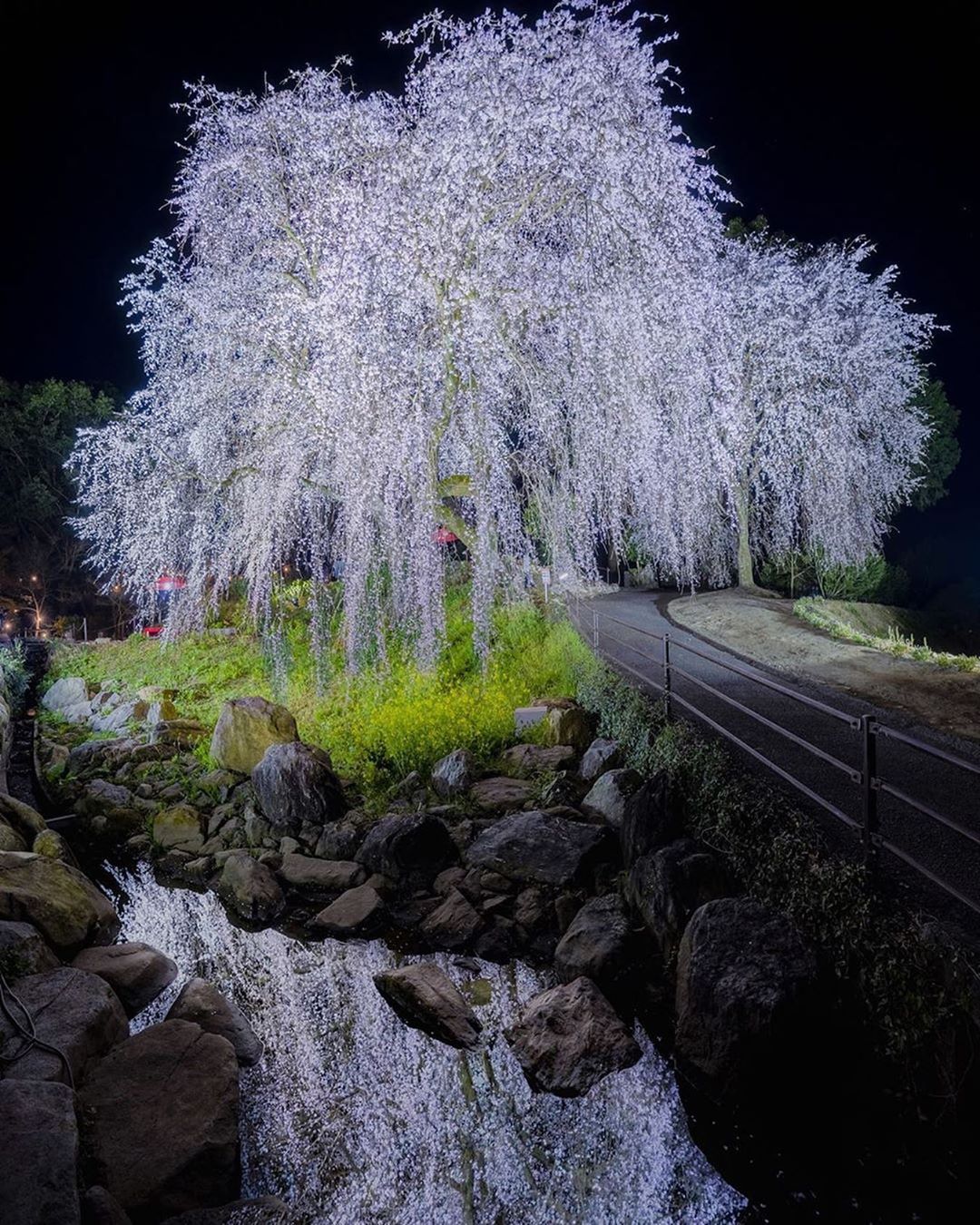 Retrip Nippon Retrip 福岡 こちらは 迫力満点の 身延桜 福岡県うきは市にある法華原華庭園の3本のしだれ桜 です ライトアップされた様子が幻想的でとっても美しいです Wacoca Japan People Life Style Retrip Nippon Retrip 福岡 こちらは 迫力満点の 身延桜 福岡県うきは市にある法華原華庭園の3本のしだれ桜 です ライトアップされた様子が幻想的でとっても美しいです Wacoca Japan People Life Style