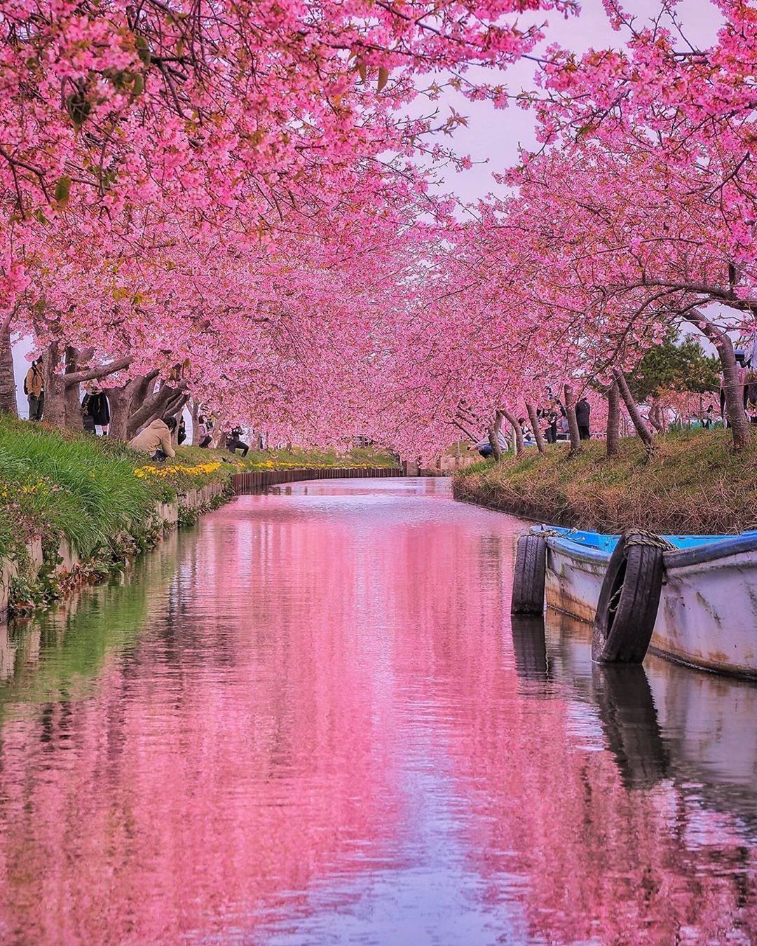 Retrip Nippon Retrip 三重 こちらは 三重県の松阪市にある 笠松河津桜ロード です 約1500mの水路沿いに 約350本の河津 桜が咲き誇ります ピンク色の春の絶景を Wacoca Japan People Life Style