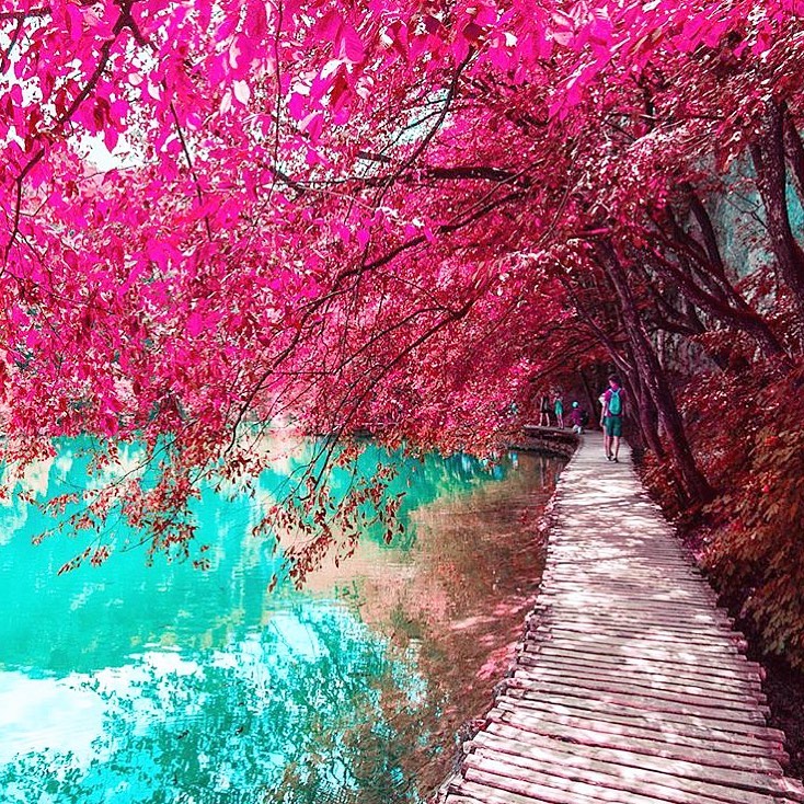 Retrip Global Retrip クロアチア 海外の春スポットと言えば クロアチアの プリトヴィツェ湖国立公園 です 世界一綺麗な滝で有名 なこちらのスポットですが ピンク色に染 Wacoca Japan People Life Style