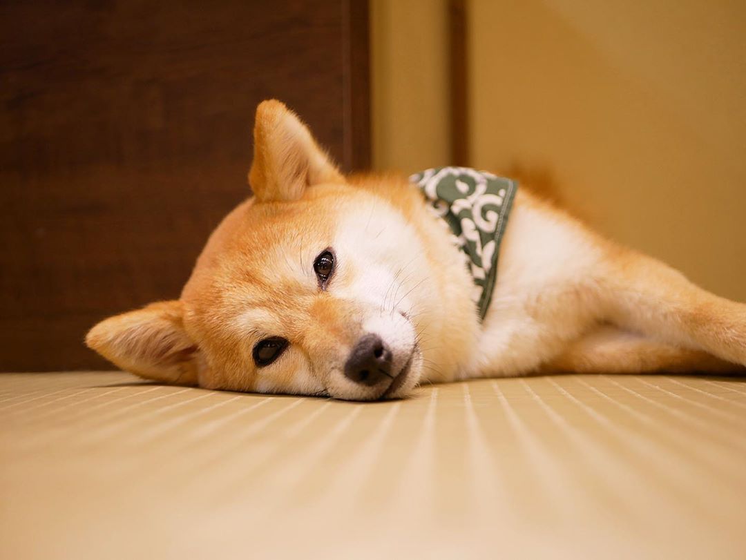 下口ひなな 柴犬 だいぶ前にお仕事で豆柴カフェに行ってきました 犬とふれあうのは久しぶりだったからとても楽しかったです 凄い元気いっぱいで癒されたァ Wacoca Japan People Life Style 下口ひなな 柴犬 だいぶ前にお仕事で豆柴カフェに行ってきました 犬とふれあうのは久しぶりだったからとても楽しかったです 凄い元気いっぱいで癒されたァ Wacoca Japan People Life Style