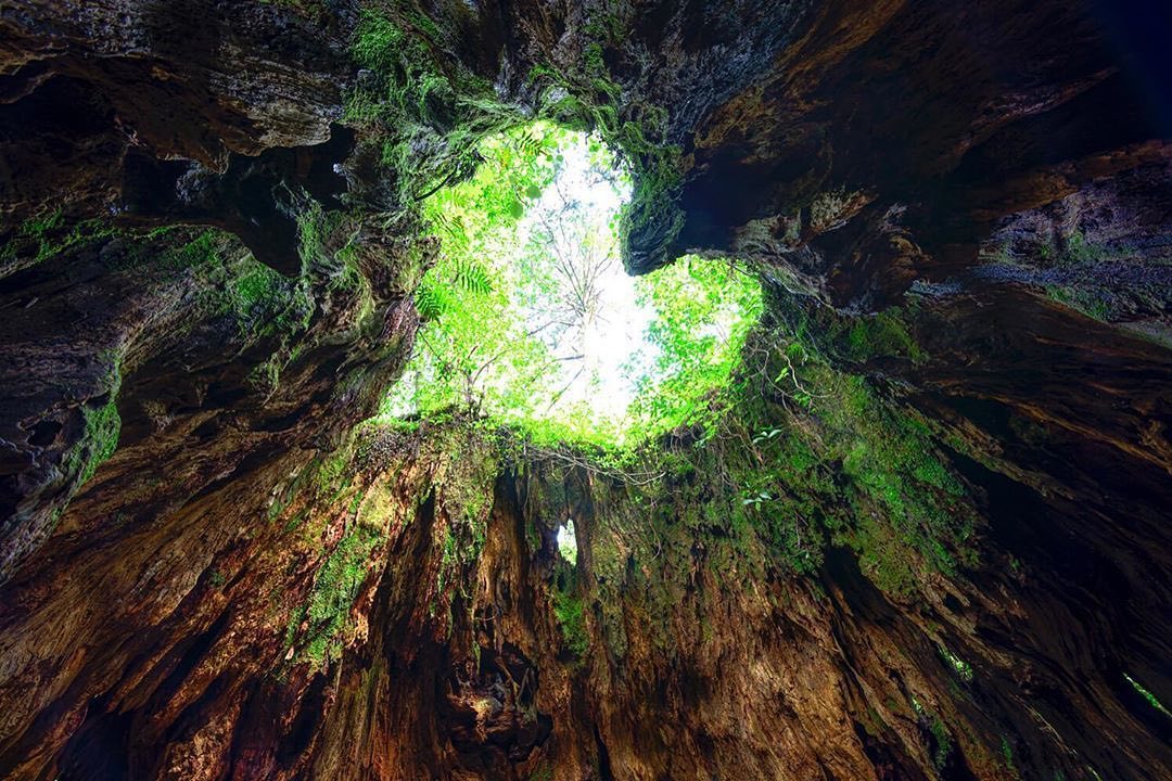 RETRIP News: 【RETRIP×屋久島】 鹿児島県の世界遺産・屋久島といえば 