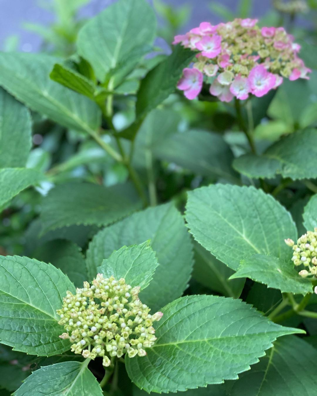大和悠河 紫陽花が綺麗です 大和悠河 Yugayamato 紫陽花 紫陽花の季節 紫陽花の花 Wacoca Japan People Life Style 大和悠河 紫陽花が綺麗です 大和悠河 Yugayamato 紫陽花 紫陽花の季節 紫陽花の花 Wacoca Japan People Life Style