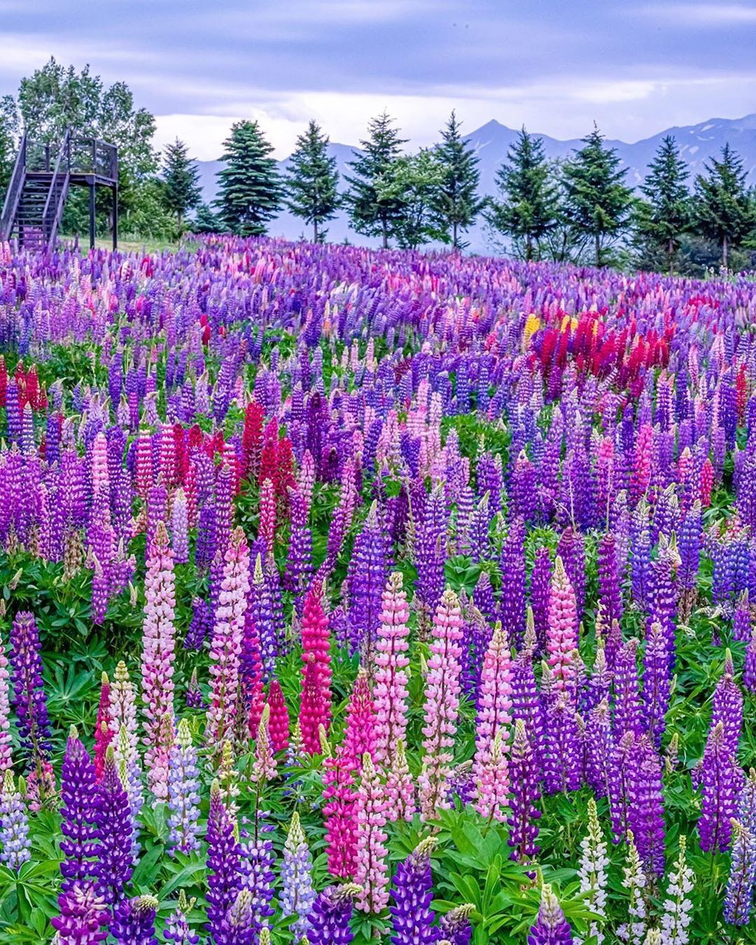 Retrip News Retrip 北海道 北海道上富良野町の フラワーランドかみふらの では 6月から9月にかけて様々な花 を楽しむことができます 現在見頃を迎えているのがこちら Wacoca