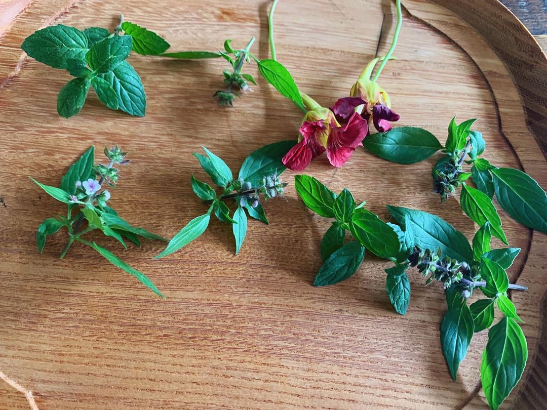 早坂香須子 仕事は一旦諦めて ベランダのホーリーバジルとナスタチウムの花 ミントの葉を摘んでハーブ水に 青山有紀ちゃんがつくる大人気の 滑り込みで買えた Wacoca Japan People Life Style