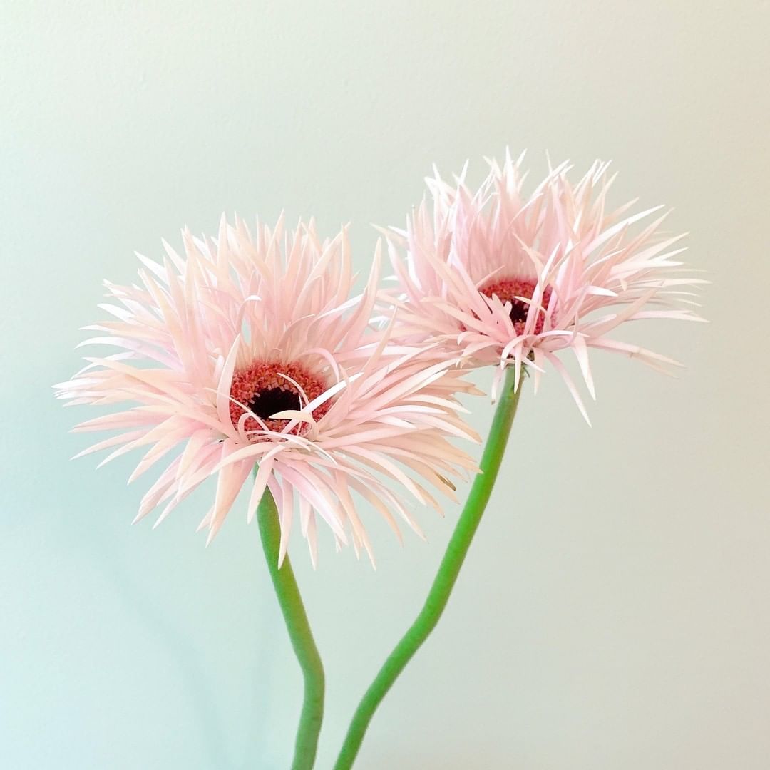 Spurmagazine 紙細工のような花びらが可愛いガーベラです 1本1本個性があって 愛嬌を感じます 編集u Spurflower ガーベラ Gerbera 花と暮らす Wacoca Japan People Life Style