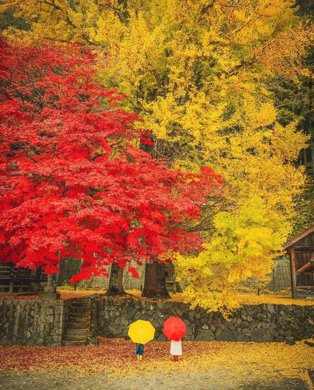 Retrip Nippon Retrip 岡山 本日ご紹介するのは 徳山神社 の紅葉の様子です 蒜山の隠れた紅葉スポット 紅葉と銀杏の紅葉を楽しむことができ 赤と黄色のコントラストは Wacoca Japan People Life Style