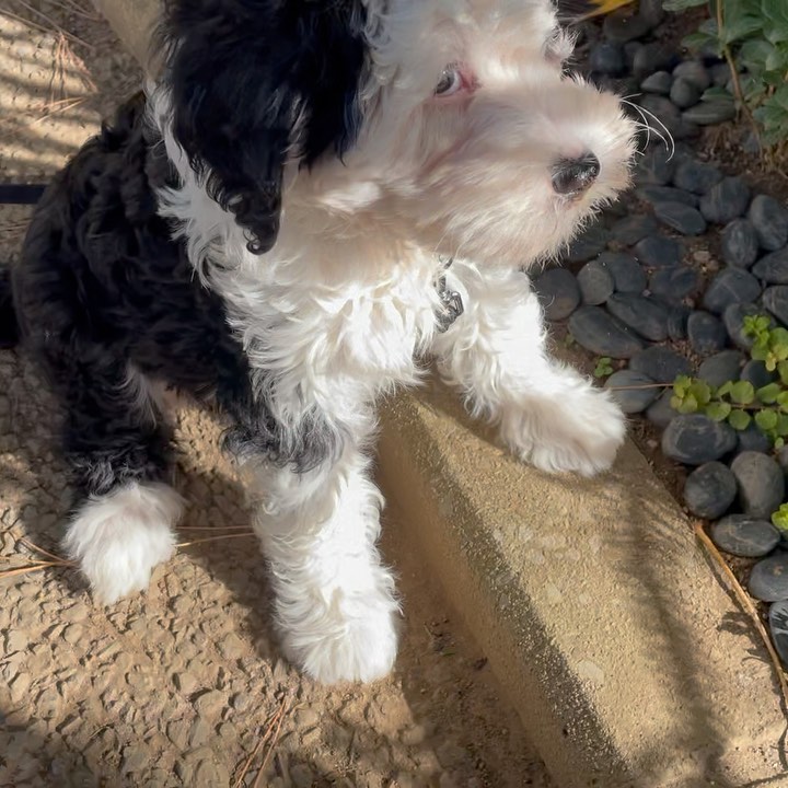 桐島かれん 今日のダリも元気いっぱい。 あらゆるものをカミカミ。 シュナプー 子犬 かみかみ期