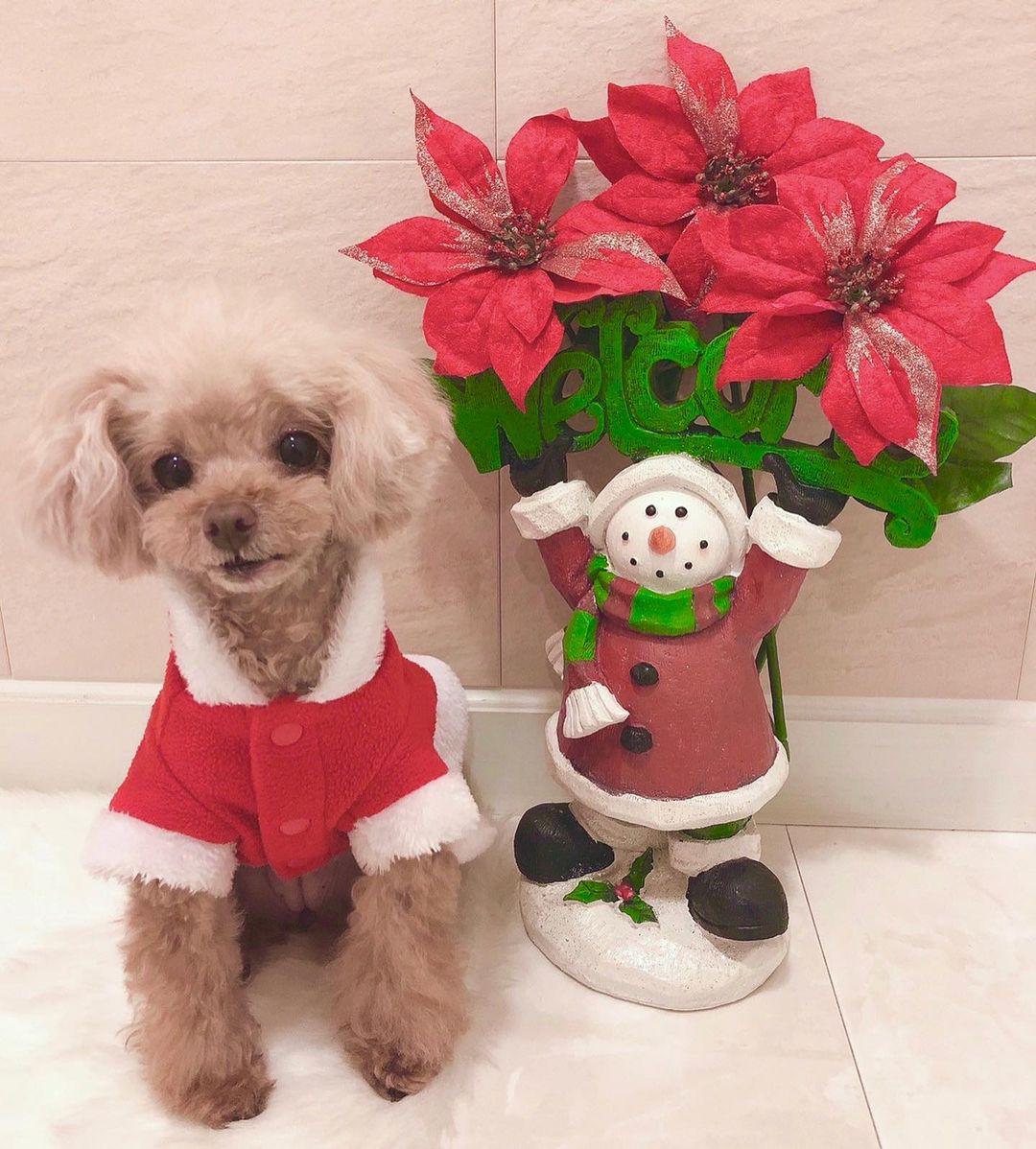 山本彩 Merryx Mas 母が送ってくれた写真 クリスマス 音遠 ねおん サンタクロース トイプードル 犬のいる暮らし Wacoca Japan People Life Style