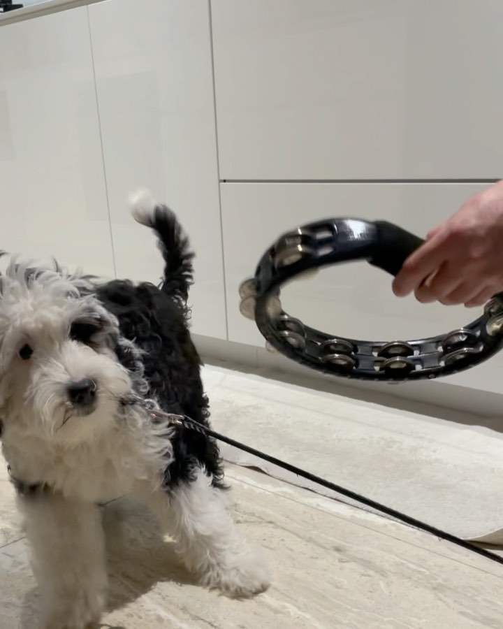 桐島かれん タンバリンを怖がるダリ シュナプー シュヌードル Schnoodle Puppy Wacoca Japan People Life Style