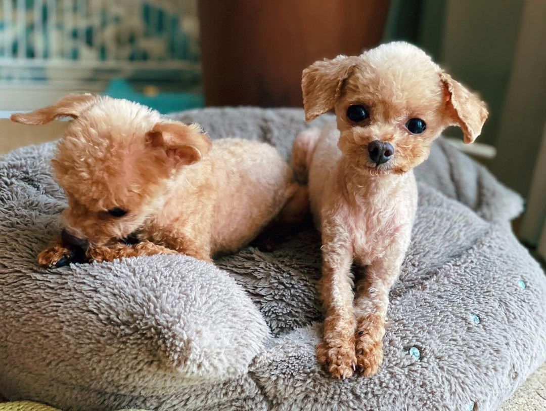 水嶋ヒロ 口が 一 癒し犬 Wacoca Japan People Life Style