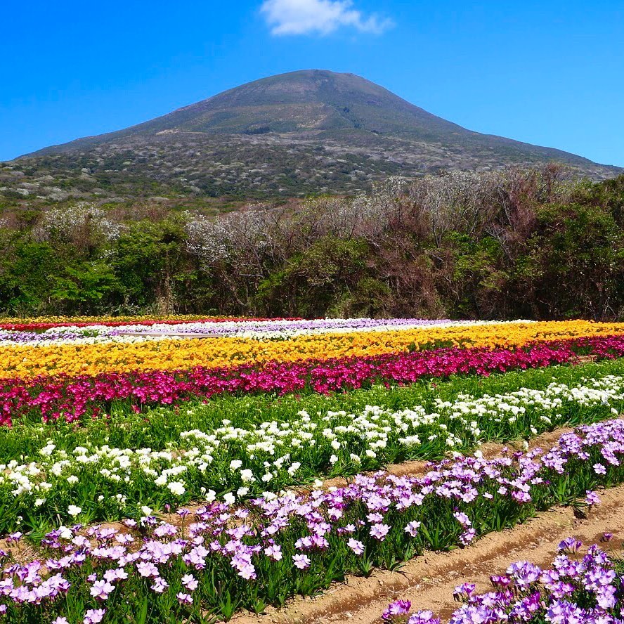 Ana フリージアの香りが風に乗って 春の便り フリージア 甘い香り カラフル 花畑 八形山フリージア畑 八丈富士 西山 八丈島 伊豆 Wacoca Japan People Life Style