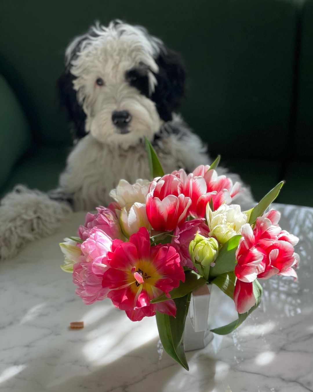 桐島かれん ダリとチューリップ シュヌードル シュナプー チューリップ Schnoodle Doodle Tulips Puppy Wacoca Japan People Life Style 桐島かれん ダリとチューリップ シュヌードル シュナプー チューリップ Schnoodle Doodle Tulips Puppy Wacoca Japan People Life Style