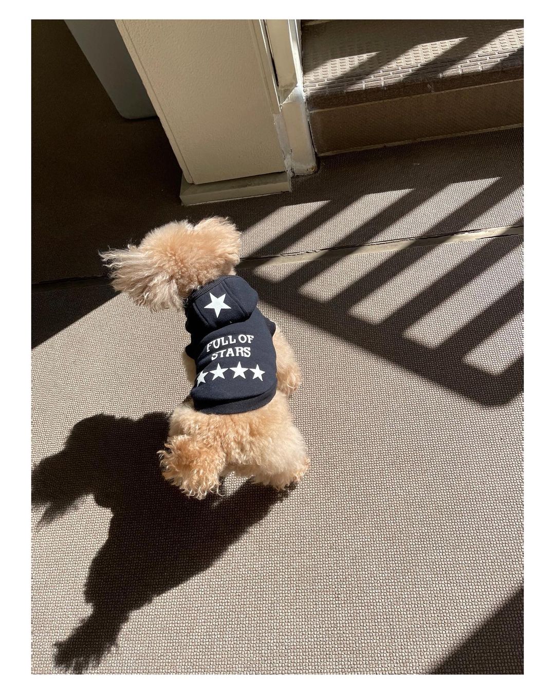 板野友美 とってもお天気のいいロケ日和に 犬ちゃんとロケでした ᴥ こないだ10歳になった クーちゃん 私がメイクしてる間は マネージャーさん ふたがみくん Wacoca Japan People Life Style 板野友美 とってもお天気のいいロケ日和に 犬ちゃんとロケでした ᴥ こないだ10歳になった クーちゃん 私がメイクしてる間は マネージャーさん ふたがみくん Wacoca Japan People Life Style