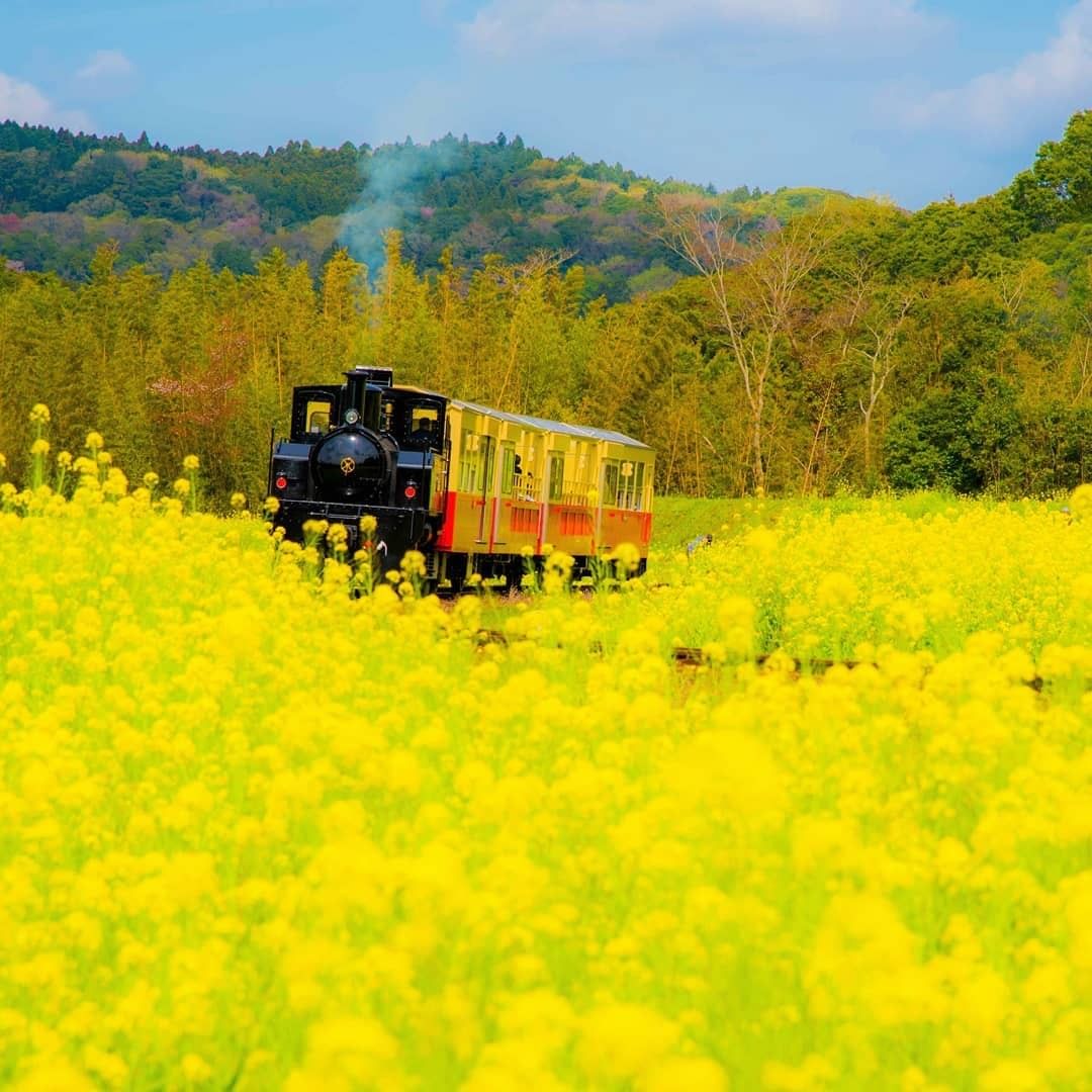 Hisjapan 今月は春の色を感じられる 春旅おすすめスポットをご紹介します 千葉県 小湊鉄道 Kam Kam さん 房総半島の 菜の花畑を可愛らしいトロ Wacoca Japan People Life Style Hisjapan 今月は春の色を感じられる 春旅おすすめスポットをご紹介します 千葉県 小湊鉄道 Kam Kam さん 房総半島の 菜の花畑を可愛らしいトロ Wacoca Japan People Life Style
