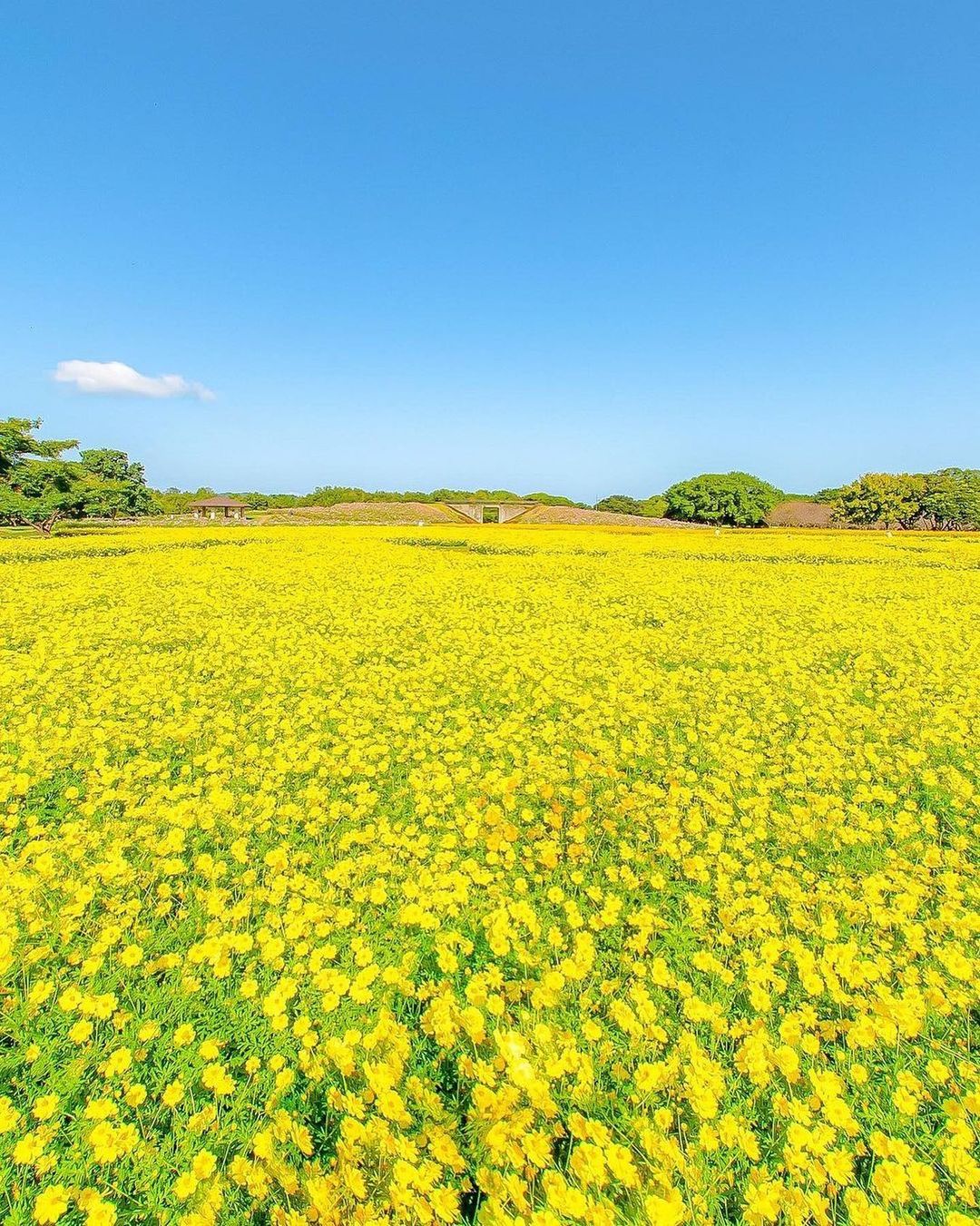 Retrip Fukuoka Retrip 花畑 福岡市東区西戸崎にある 海の中道海浜公園 をご紹介 こちらでは 四季折々の草花を楽しむことができます 10月上旬から下旬にかけては黄色 Wacoca Japan People Life Style