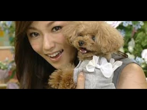 柴犬 Wacoca Japan People Life Style