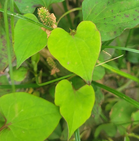 Unknown-6